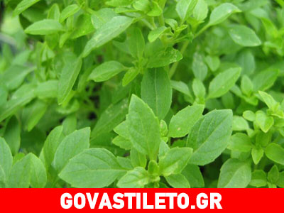 Χαρίστε λάμψη στο πρόσωπό σας με μάσκα βασιλικού