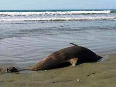 Δελφίνι ξεβράστηκε σε παραλία της Αλεξανδρούπολης