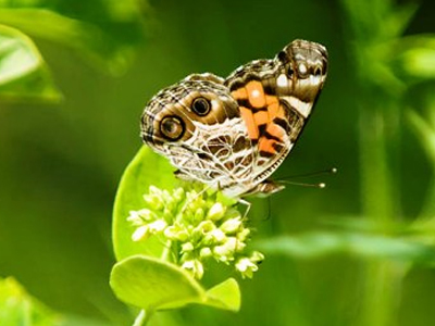 Σε κίνδυνο η βιοποικιλότητα της Κρήτης