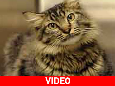 Charles, ο γάτος που διέσχισε τις ΗΠΑ