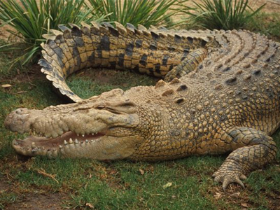 Προσοχή ο κροκόδειλος δαγκώνει!