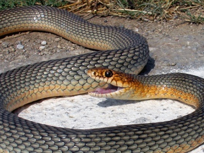 Ένας απρόσκλητος επισκέπτης…