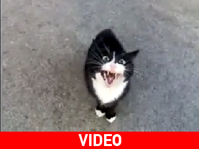 Μείνετε μακριά από αυτό τον γάτο…