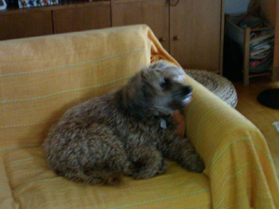 Χάθηκε ο Φριτς