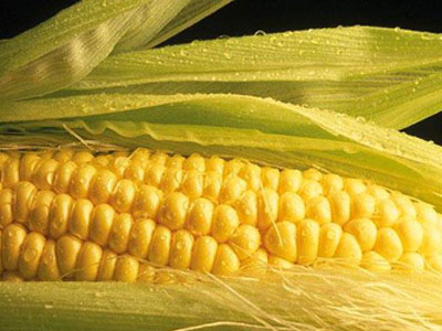 Μορατόριουμ για τα μεταλλαγμένα προϊόντα