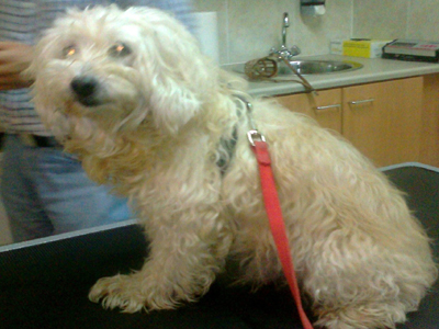 Βρέθηκε ηλικιωμένος γκριφονάκος στην Αγία Παρασκευή‏