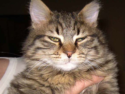 Ένας απίστευτος γατούλης