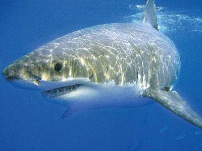 Γλίτωσε απ’ τα σαγόνια του καρχαρία