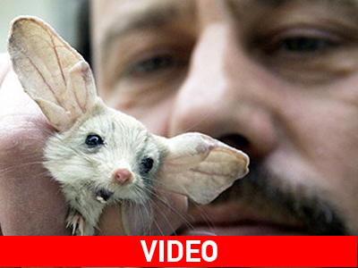 «Ποντικο-τσακωμός» ή παιχνίδι;