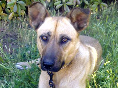 Ψάχνουν τη Λουίζα