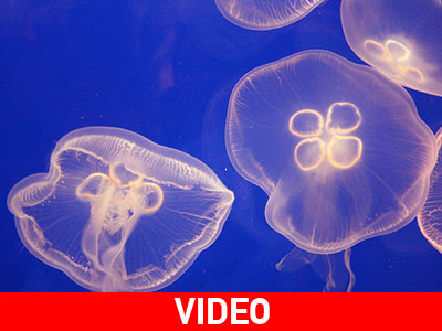 Η εκδίκηση της μέδουσας