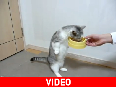 Απολαμβάνει… μεζεδάκια στα δυο της πόδια!