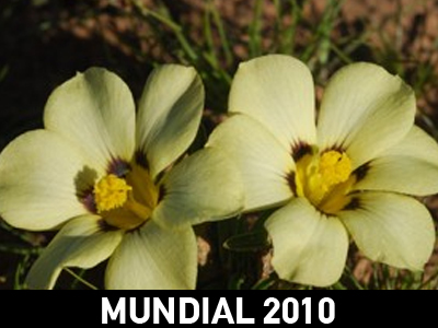 Η βουβουζέλα των αγρών…