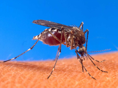 Πέθανε από εγκεφαλίτιδα ύστερα από τσίμπημα κουνουπιού