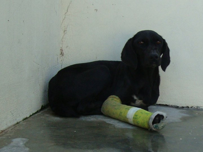 Αν δεν υιοθετηθούν άμεσα θα τους κάνουν ευθανασία!