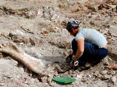 Δημιουργία Μουσείου Παλαιοντολογίας προωθεί η Νομαρχία Ανατ. Αττικής