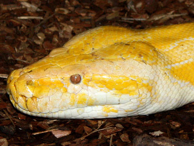 Ένας πύθωνας στην υπηρεσία του εγκλήματος