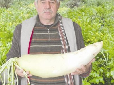 Ραπάνι βάρους 7 κιλών στην Κρήτη