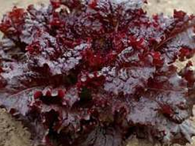 Ραδιενέργεια και στα κόκκινα μαρούλια της Ιαπωνίας