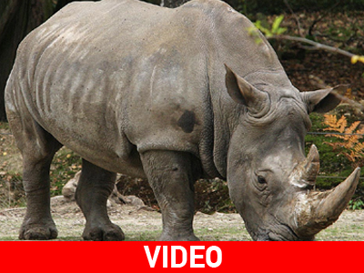 Δηλητηριώδεις ρινόκεροι εναντίον λαθροθηρίας