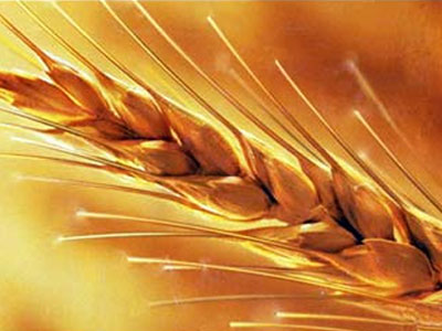 Περισσότερες δαπάνες το 2011 στις εισαγωγές τροφίμων για την Κούβα