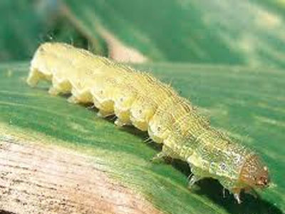 Συναγερμός για το πράσινο σκουλήκι