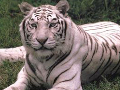 Φιλοζωική «συμμαχία» Μόσχας – Σεούλ