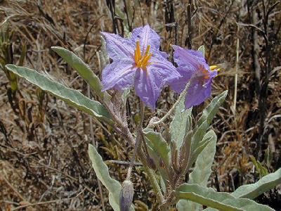Ένα… όμορφο ζιζάνιο προβληματίζει τους περιβαλλοντολόγους της Θεσσαλονίκης