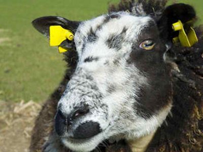 Από την τσέπη τους θα πληρώνουν οι κτηνοτρόφοι το «σκουλαρίκι»