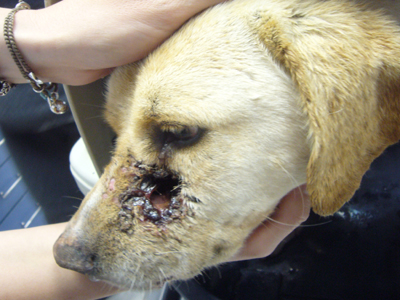 Τον πυροβόλησαν εξ επαφής!