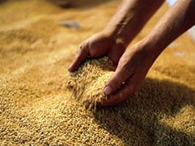 «Ψαλίδι» 12% στη συγκομιδή δημητριακών της Γερμανίας