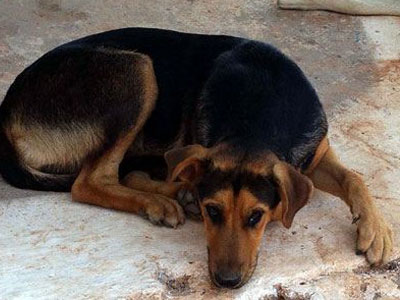 Πρωτοβουλία για τα αδέσποτα