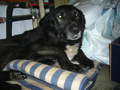 Μαύρος σκυλάκος βρέθηκε στη Νέα Ερυθραία‏