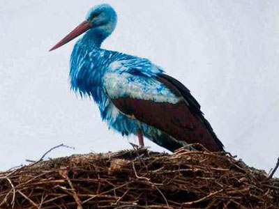 Ένας πελαργός αλλιώτικος από τους άλλους…