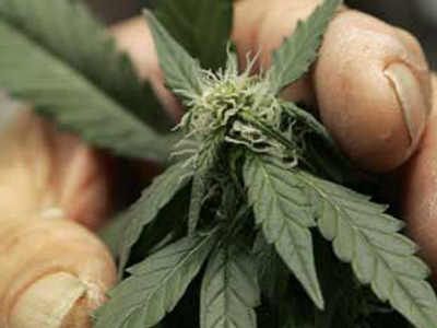 Σύλληψη 33χρονου για καλλιέργεια χασίς στα Χανιά