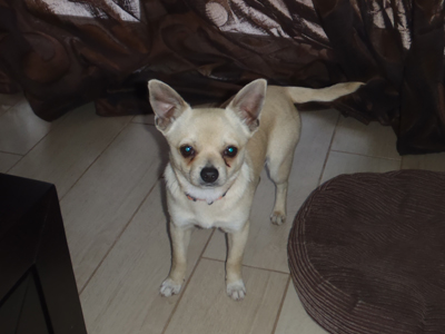 Βρήκαν αρσενικό τσιουάουα στο Χαλάνδρι‏