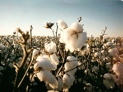 Χωρίς προβλήματα οι παραλαβές βαμβακιού