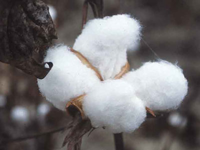 Πράσινο σκουλήκι κατατρώει το βαμβάκι