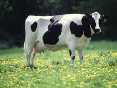 Γάλα από κλωνοποιημένες αγελάδες στη Βρετανία;