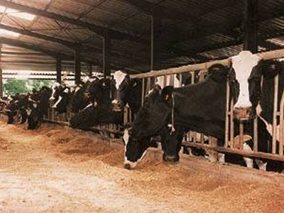 Προετοιμάζονται για κινητοποιήσεις οι κτηνοτρόφοι στα Χανιά