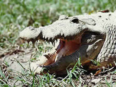 Ο τυφώνας έφερε τους κροκόδειλους στην πόλη!