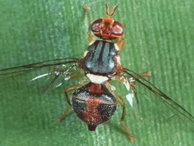 Στενάζουν οι ελαιοπαραγωγοί