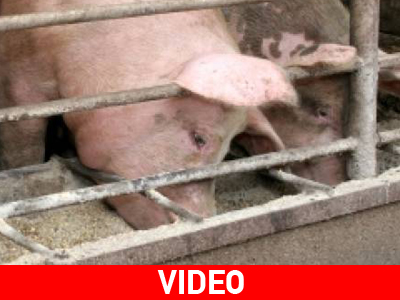 Κινεζικό μπλόκο στα γερμανικά τρόφιμα