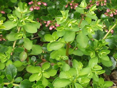 Ζιζάνιο για τη θεραπεία του δερματικού καρκίνου