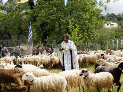 Η ευλογία των προβάτων στην Ασή Γωνιά της Κρήτης