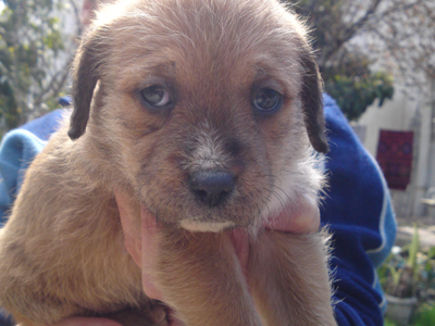 Ημίαιμα λαμπραντόρ αναζητούν οικογένεια