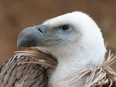 Αγώνας σωτηρίας για έναν γύπα