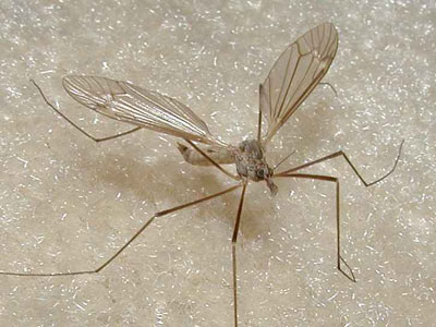 Εκτός κινδύνου το παιδί που νόσησε από τον ιό του Δυτ. Νείλου