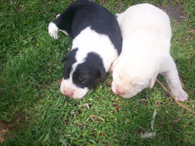 Έκκληση: Στειρώστε τα ζώα σας!‏