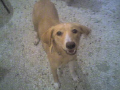 Δύο χρόνια μετά, ψάχνουν ακόμα τη Λίζα‏